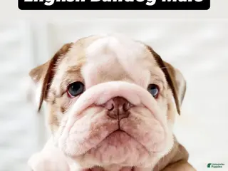 English Bulldog dogs Amelia - Ad 21