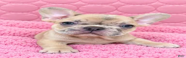 French Bulldog 6