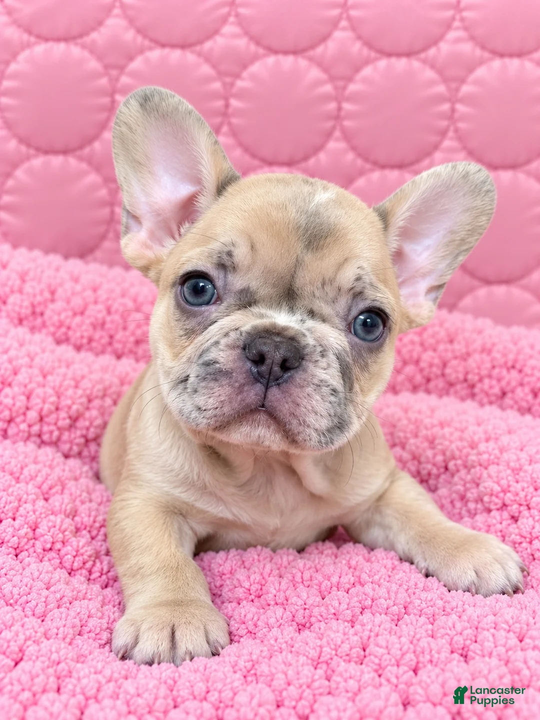 French Bulldog dogs for sale: French Bulldog 6 - Ad 1