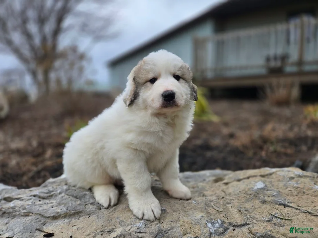 Great Pyrenees dogs for sale: Tucker - Ad 2