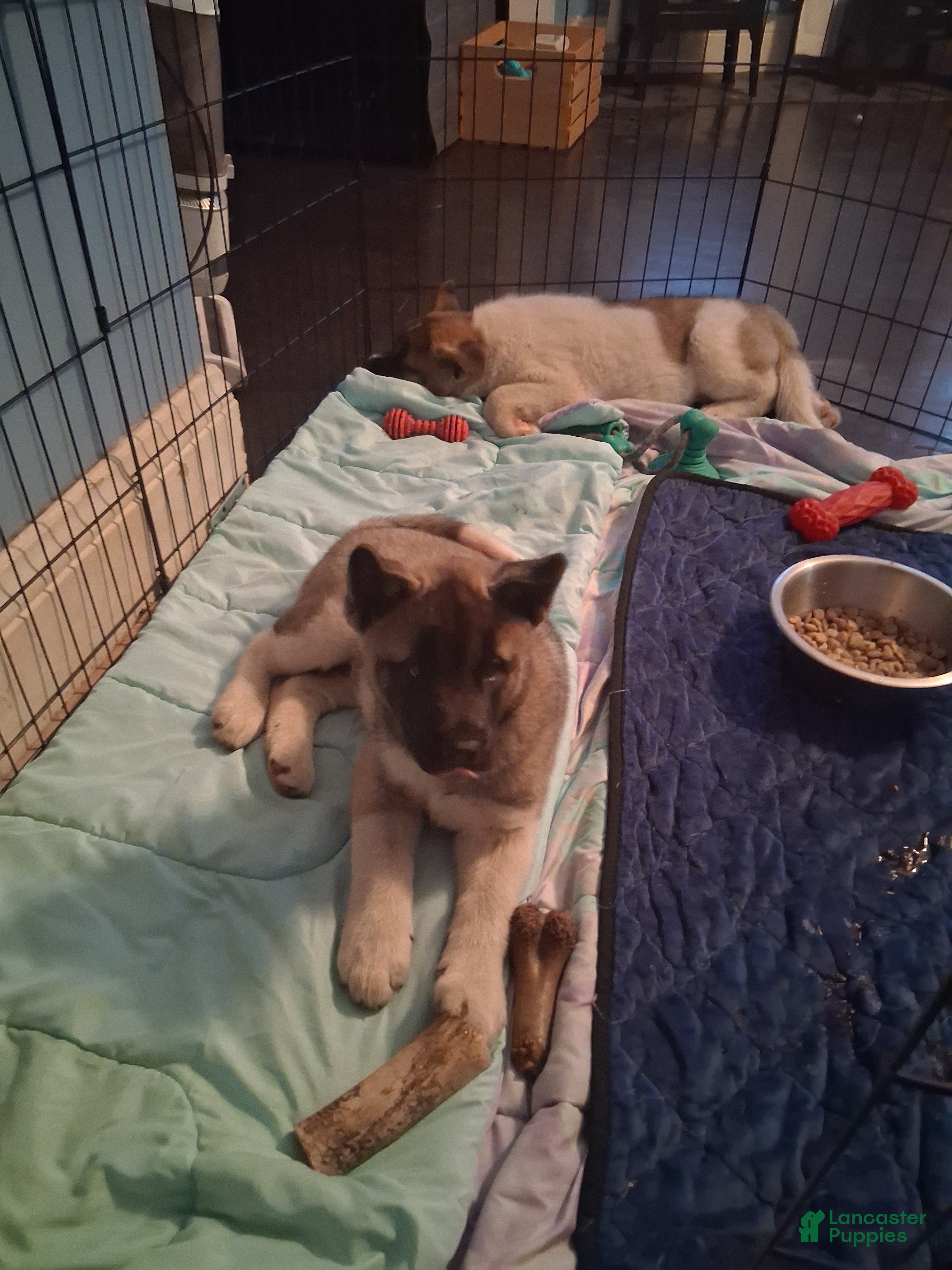 Akita dogs Akita 6 - Ad 25