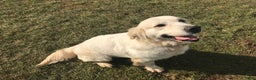 Golden Retriever dogs for sale: Staci - Ad 5