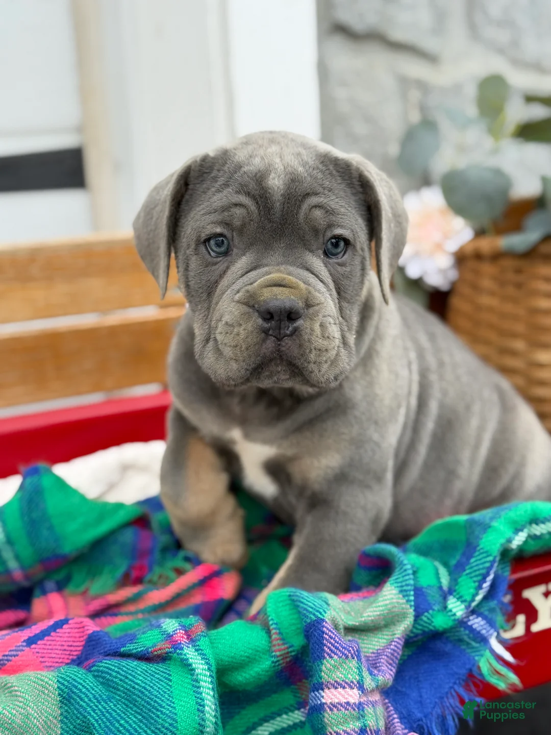 Cane Corso dogs for sale: Arlo - Ad 1