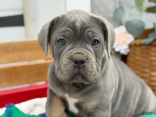 Cane Corso dogs Arlo - Ad 30