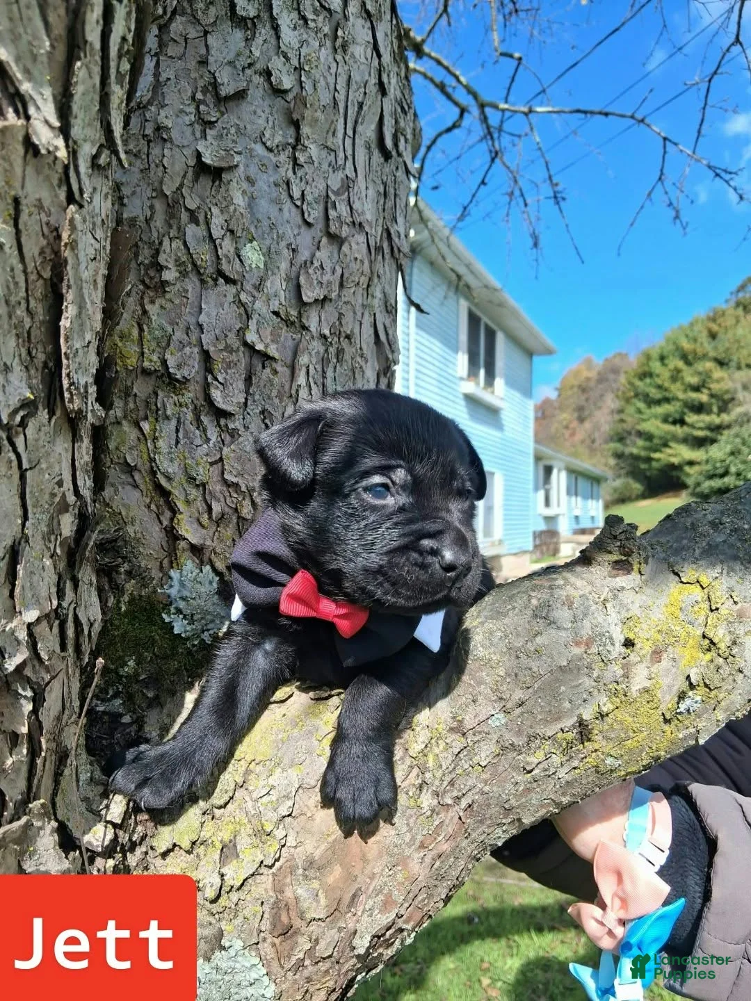 Labrador Retriever dogs for sale: Jett - Ad 1