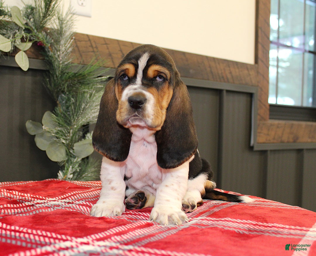 Basset Hound dogs for sale: Clifford - Ad 3