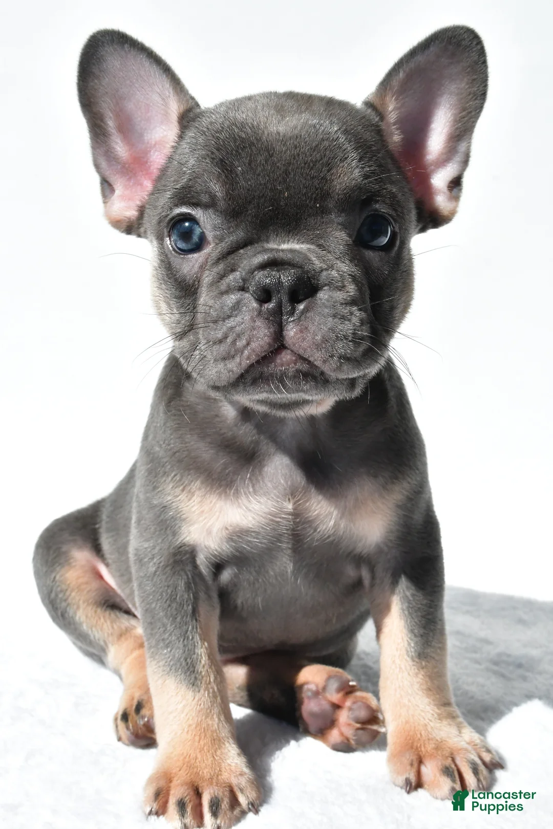 French Bulldog dogs for sale: Emma - Ad 2