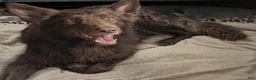 German Shepherd dogs for sale: Ratite  - Ad 2