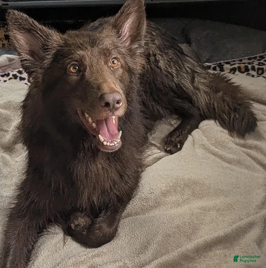 German Shepherd dogs for sale: Ratite  - Ad 2