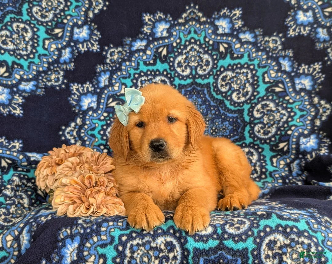 Golden Retriever dogs for sale: Yvonne AKC Reg - Ad 5