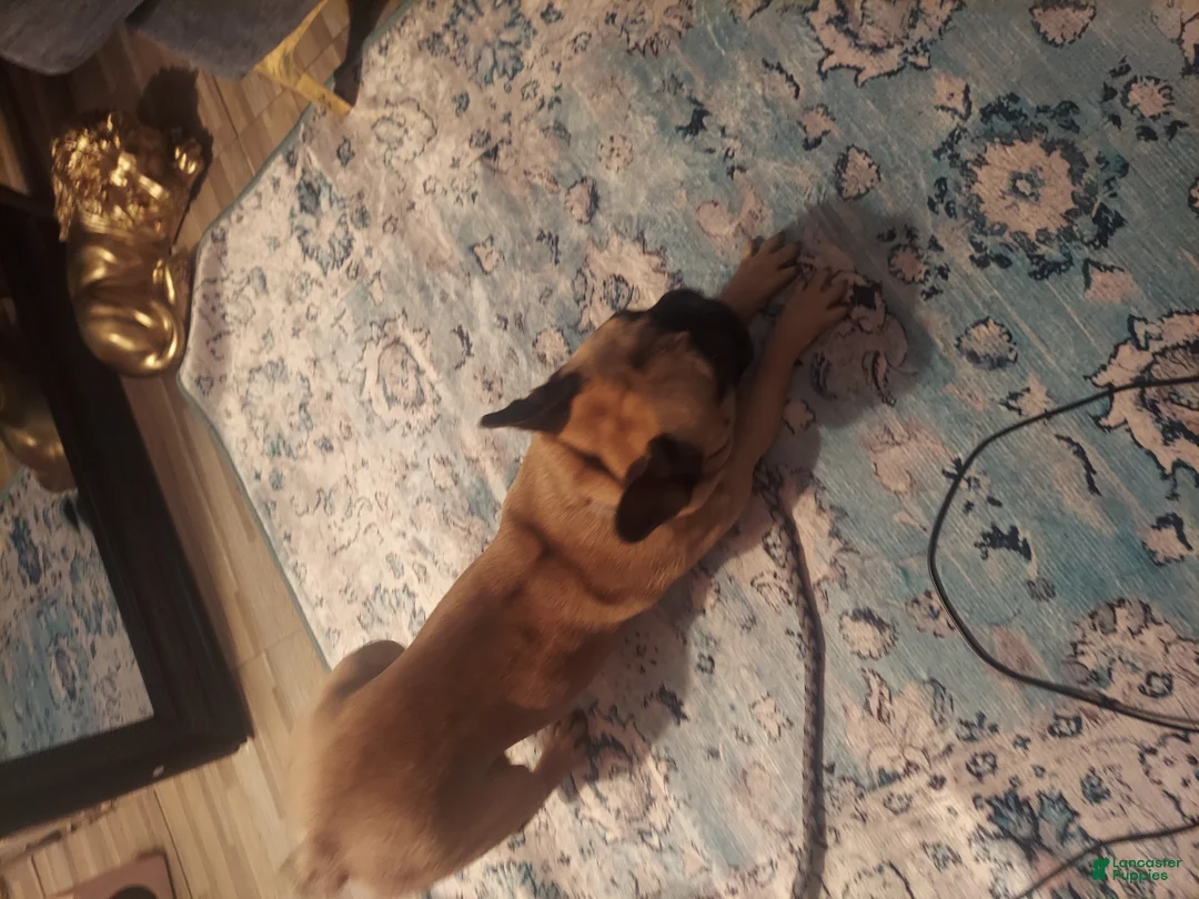 French Bulldog dogs for sale: French Bulldog Puppy 2 - Ad 4