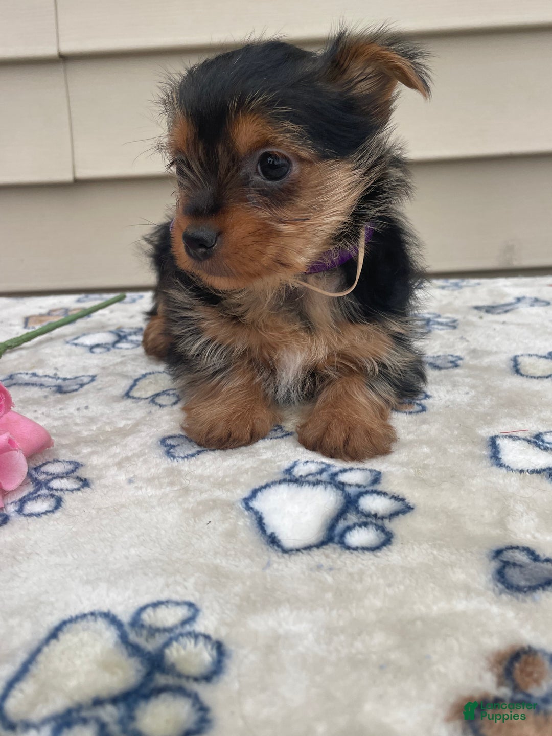 Yorkshire Terrier dogs for sale: Scarlet - Ad 2