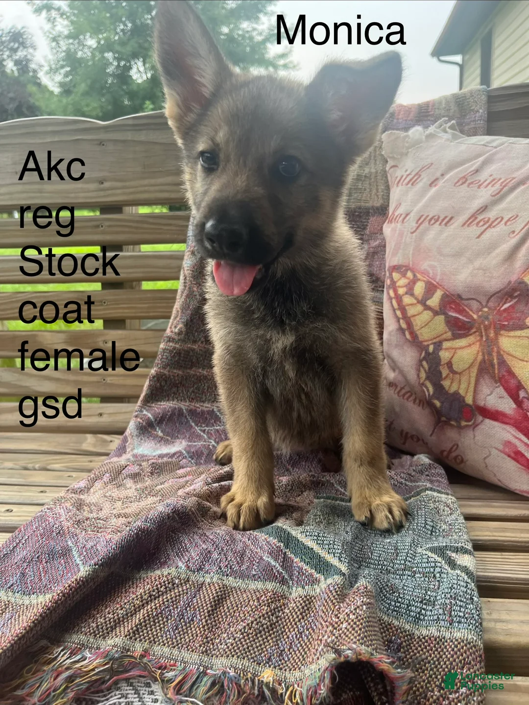German Shepherd dogs for sale: Monica  - Ad 2