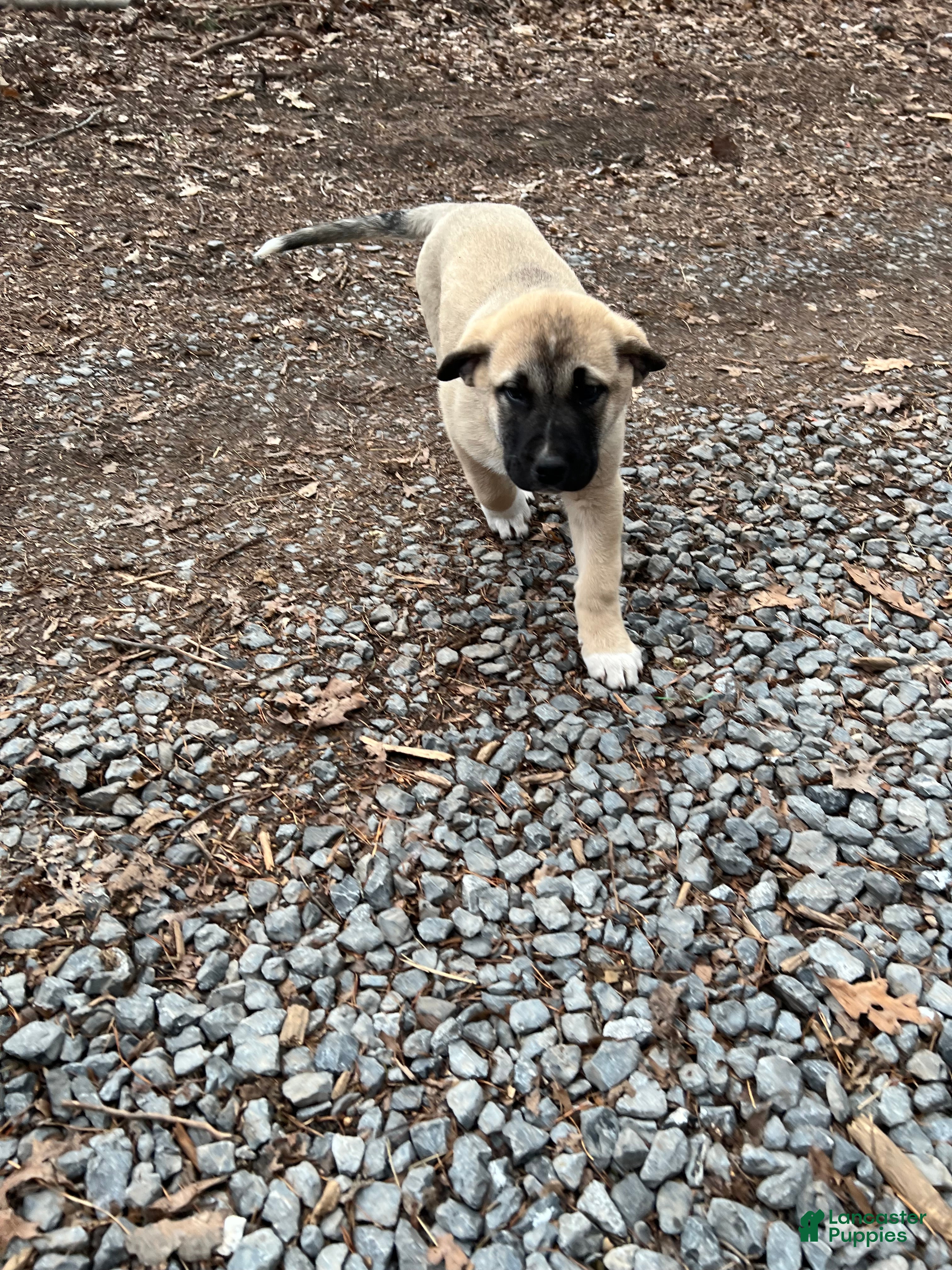 Anatolian Shepherd dogs Atlas - Ad 2