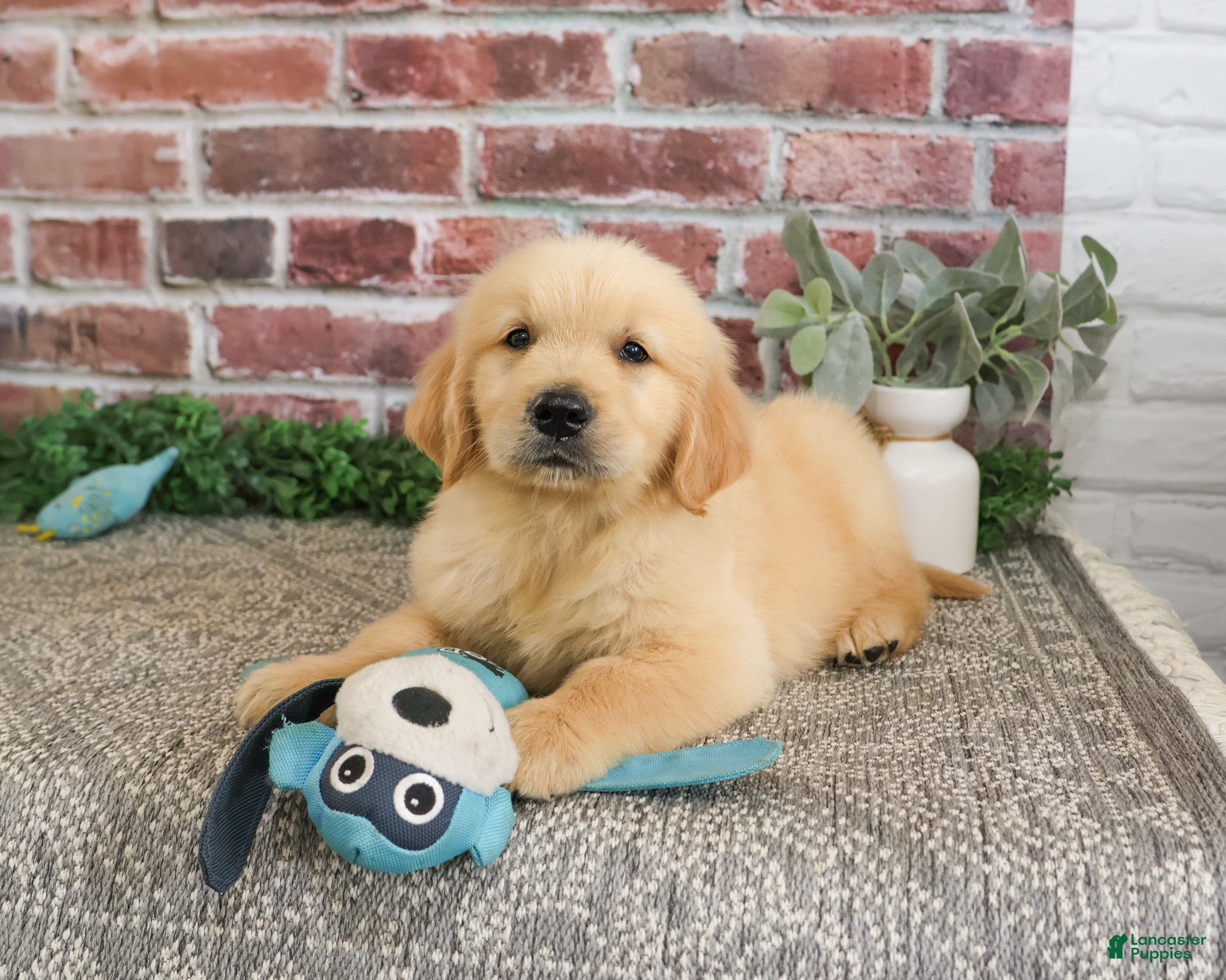Golden Retriever dogs Georgie - Ad 9