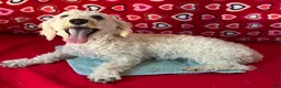 Toy Poodle dogs for sale: Milton - Ad 14
