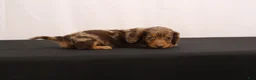 Dachshund dogs for sale: Pinto - Ad 5
