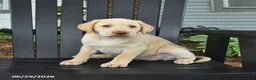 Labrador Retriever dogs for sale: Satin - Ad 5