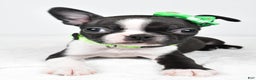 Boston Terrier dogs for sale: Gus - Ad 7