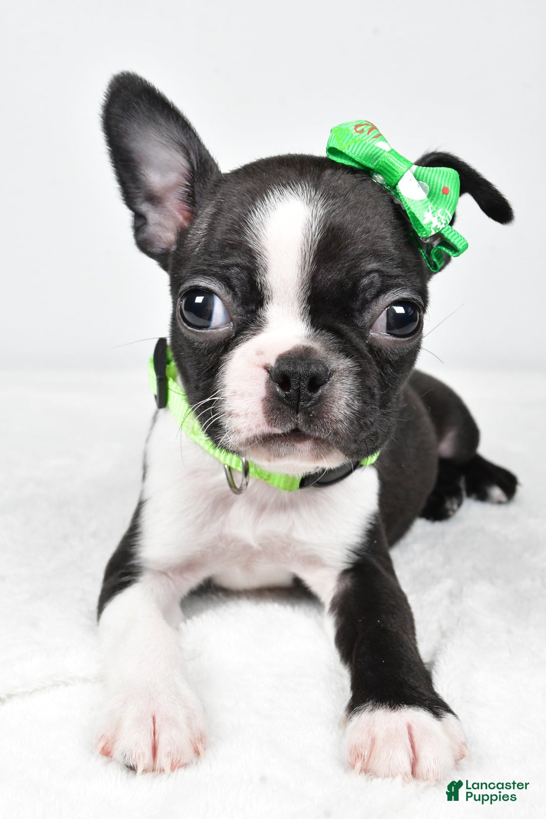 Boston Terrier dogs for sale: Gus - Ad 7