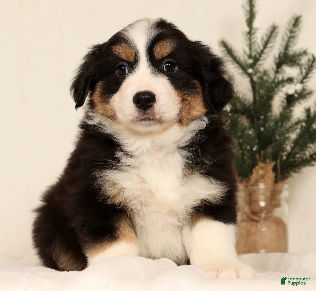 Miniature Australian Shepherd dogs for sale: Turbo - Ad 5