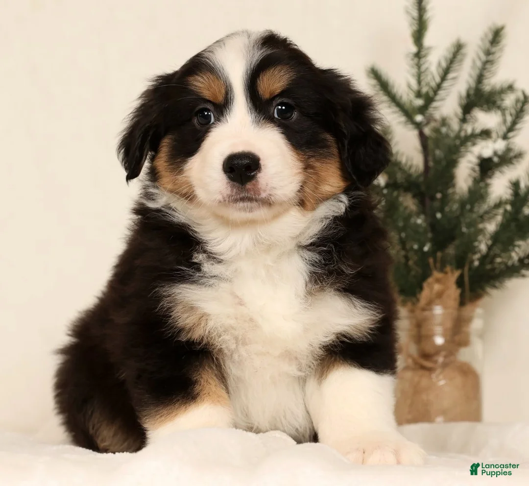 Miniature Australian Shepherd dogs for sale: Turbo - Ad 5