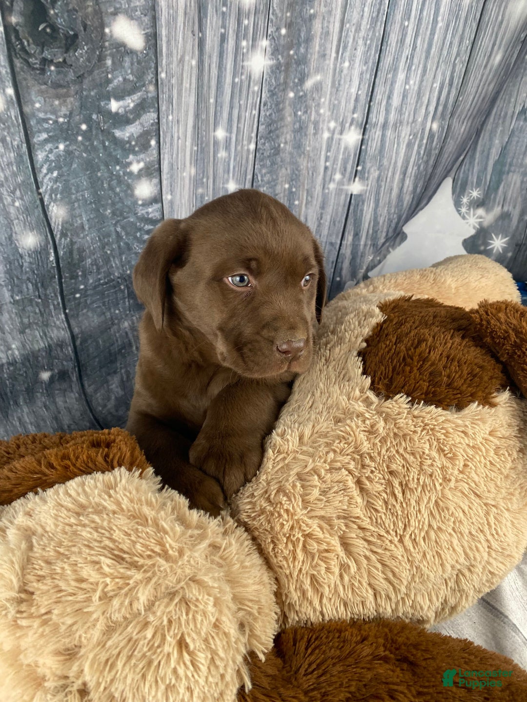 Labrador Retriever dogs for sale: Ava - Ad 3