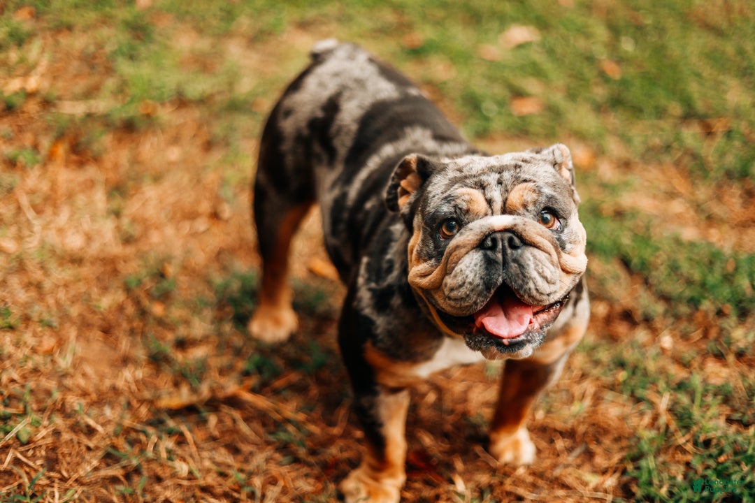 English Bulldog dogs for sale: English Bulldog Puppy 2 - Ad 6