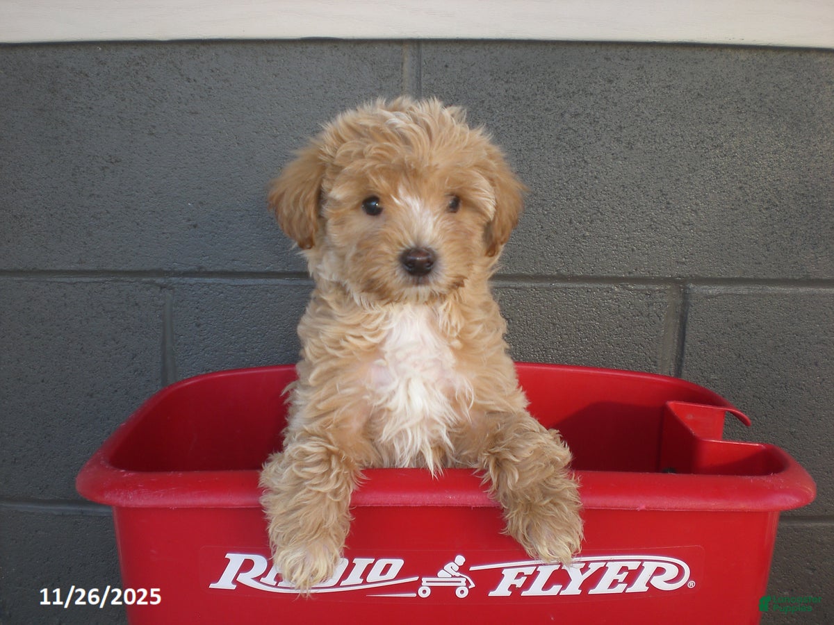 Yorkiepoo dogs Andre - Ad 29