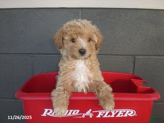 Yorkiepoo dogs Andre - Ad 31