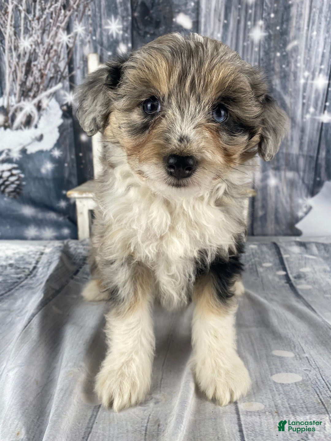 Aussiedoodle dogs for sale: Kora - Ad 2