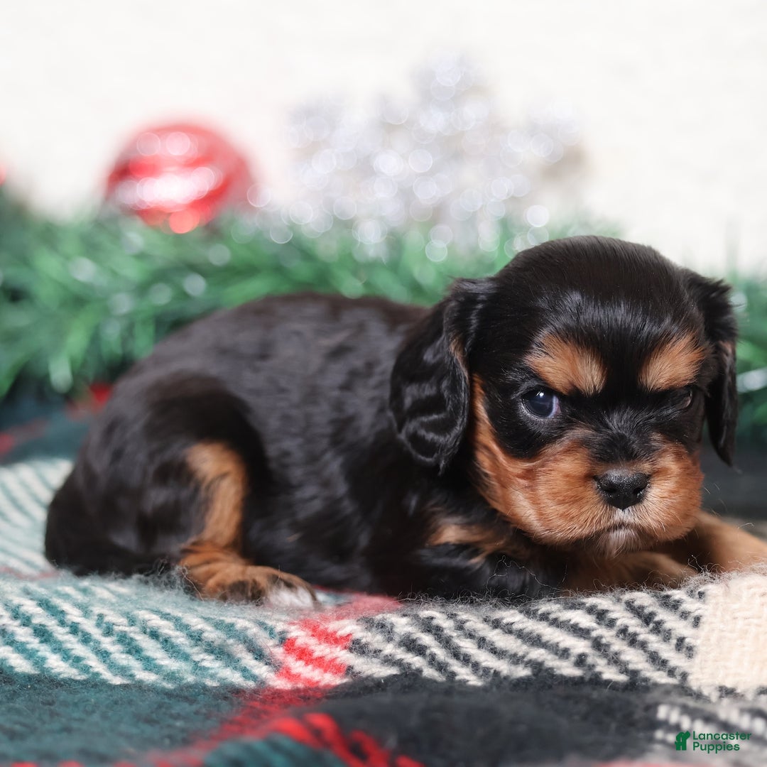 Cavalier King Charles Spaniel dogs for sale: Nora | Genetically Screened  - Ad 3