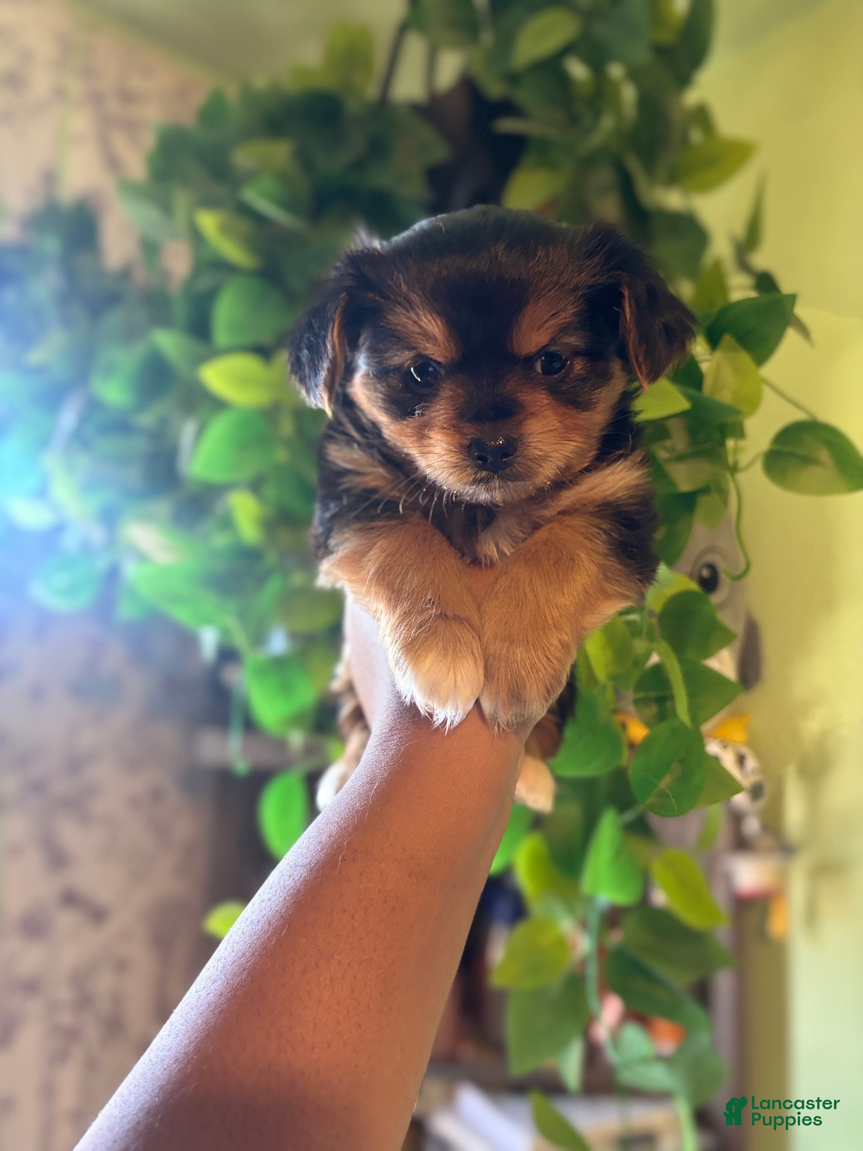 Mixed Breed dogs Ray  - Ad 1