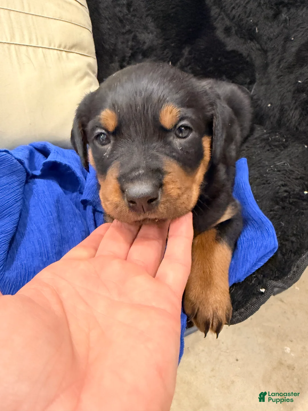 Rottweiler dogs for sale: Rottweiler Puppy 1 - Ad 25