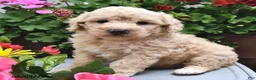 Miniature Poodle dogs for sale: Chewy  - Ad 8