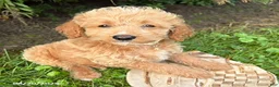 Cockapoo dogs for sale: Jace - Ad 1