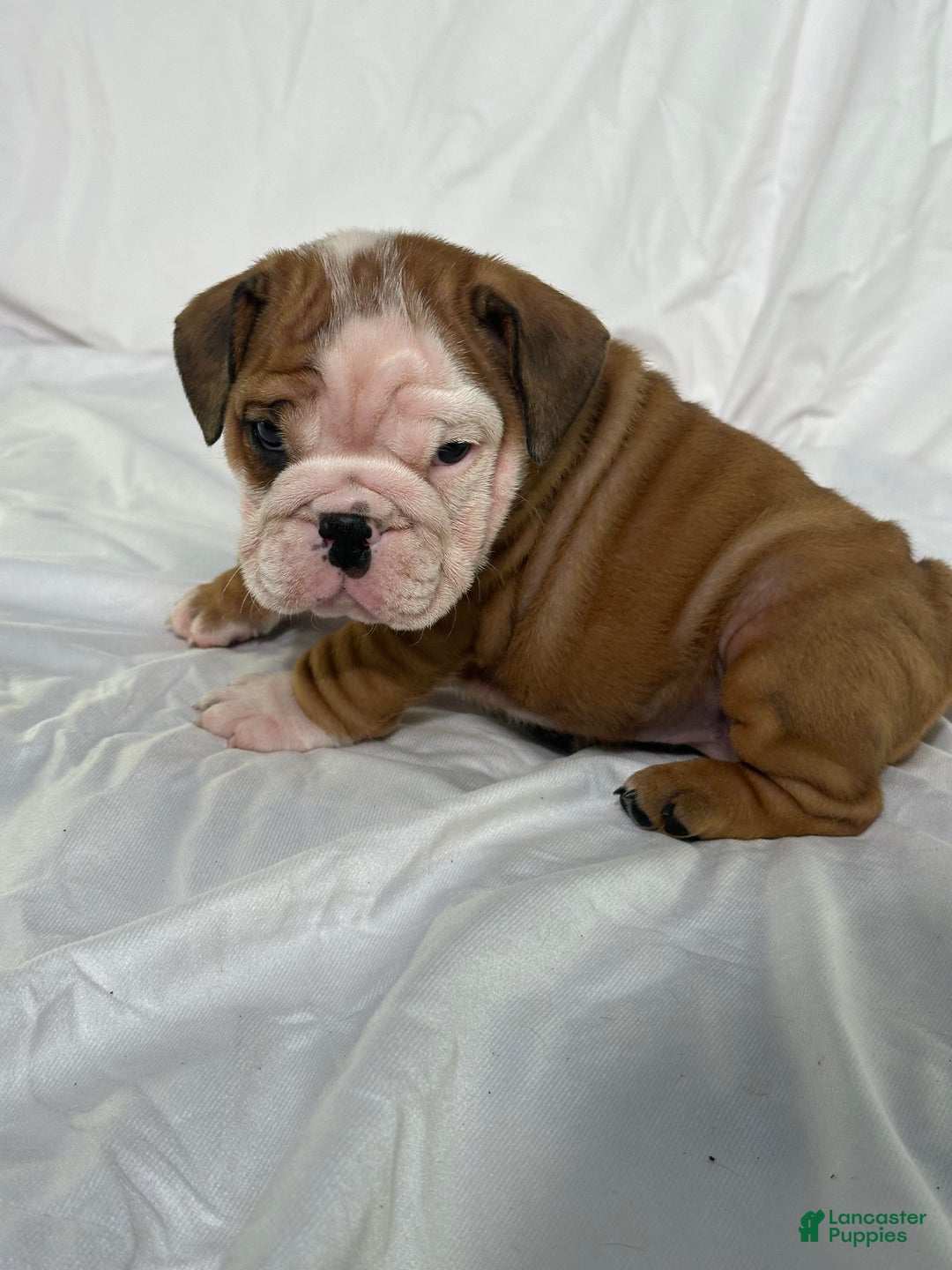 English Bulldog dogs for sale: Rosco - Ad 3