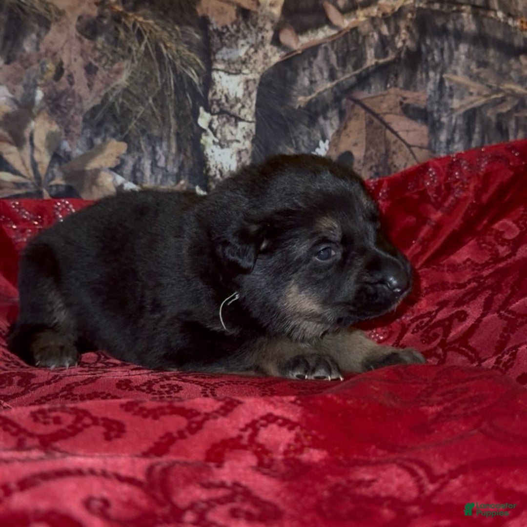 German Shepherd dogs for sale: SIMON - Ad 6