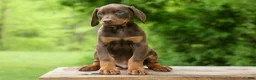 Doberman Pinscher dogs for sale: Dash (Red Rust) 🐶 - Ad 12