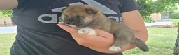 Shiba Inu dogs for sale: Patriot - Ad 10