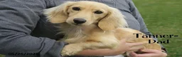 Dachshund dogs for sale: Will  - Ad 8
