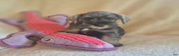 Miniature Schnauzer dogs for sale: Molly - Ad 5
