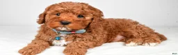 Cavapoo dogs for sale: Blaze f one b - Ad 9