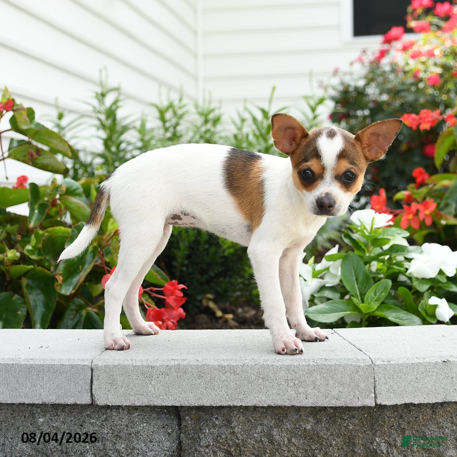 Toy Fox Terrier dogs Daisy - Ad 2