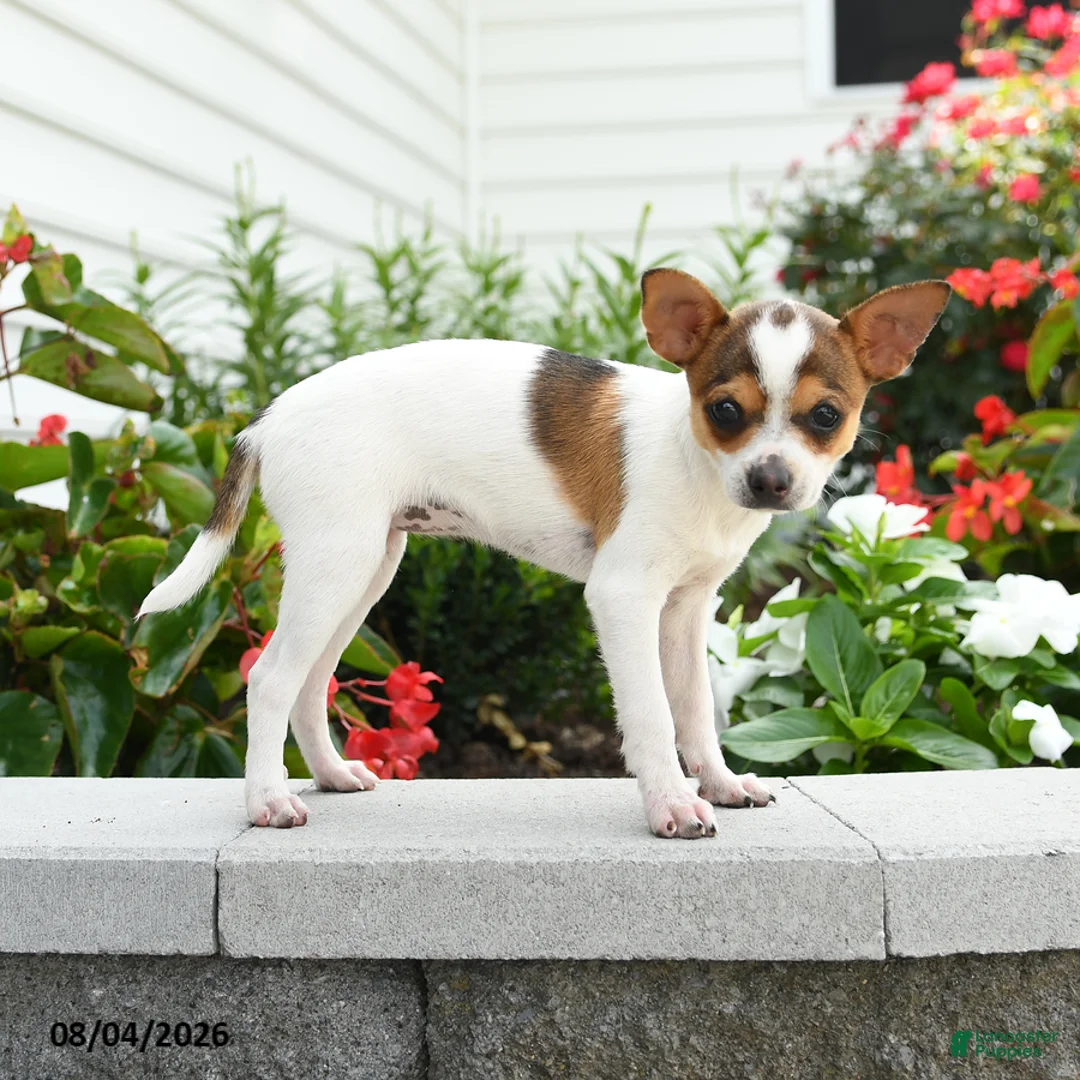 Toy Fox Terrier dogs for sale: Daisy - Ad 2