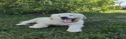 Great Pyrenees dogs for sale: Abilene - Ad 8