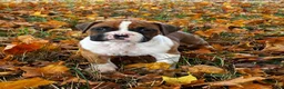Boxer dogs for sale: Jackson - Ad 6