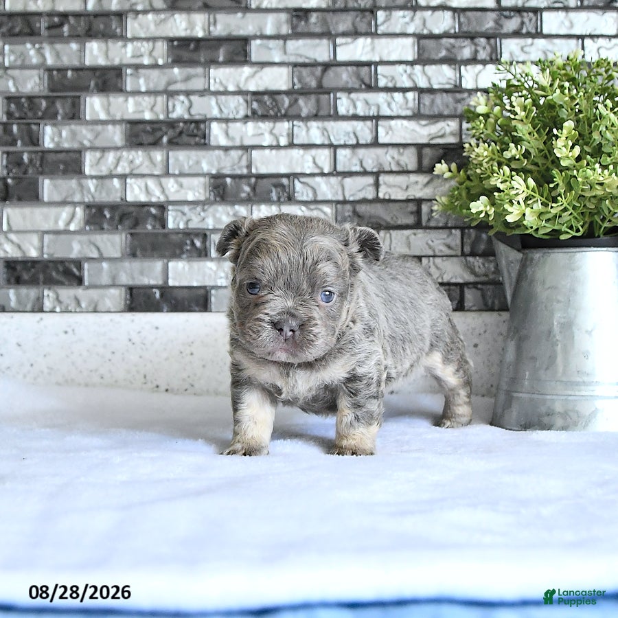 French Bulldog dogs Tessa - Ad 2