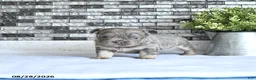 French Bulldog dogs for sale: Tessa - Ad 2