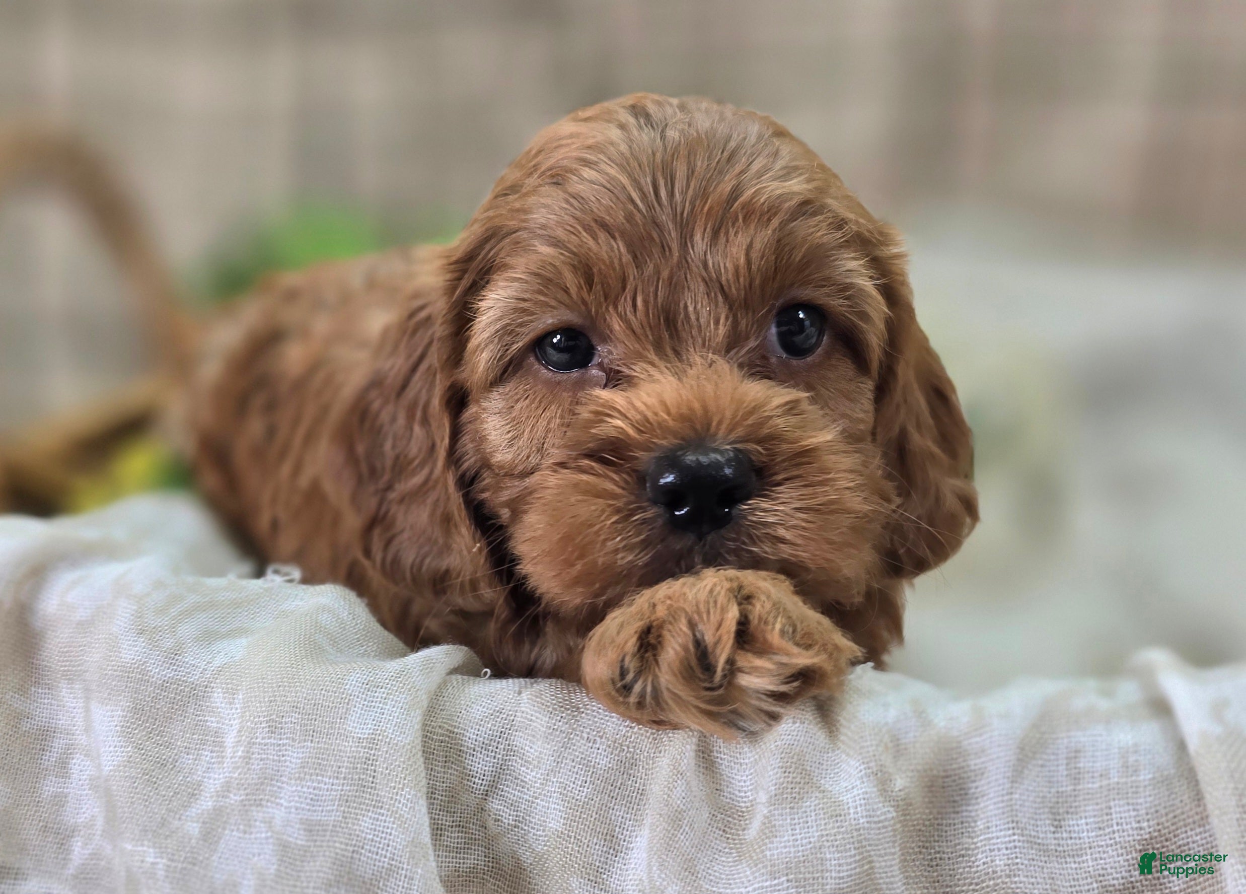 Cockapoo dogs Daffodil - Ad 12